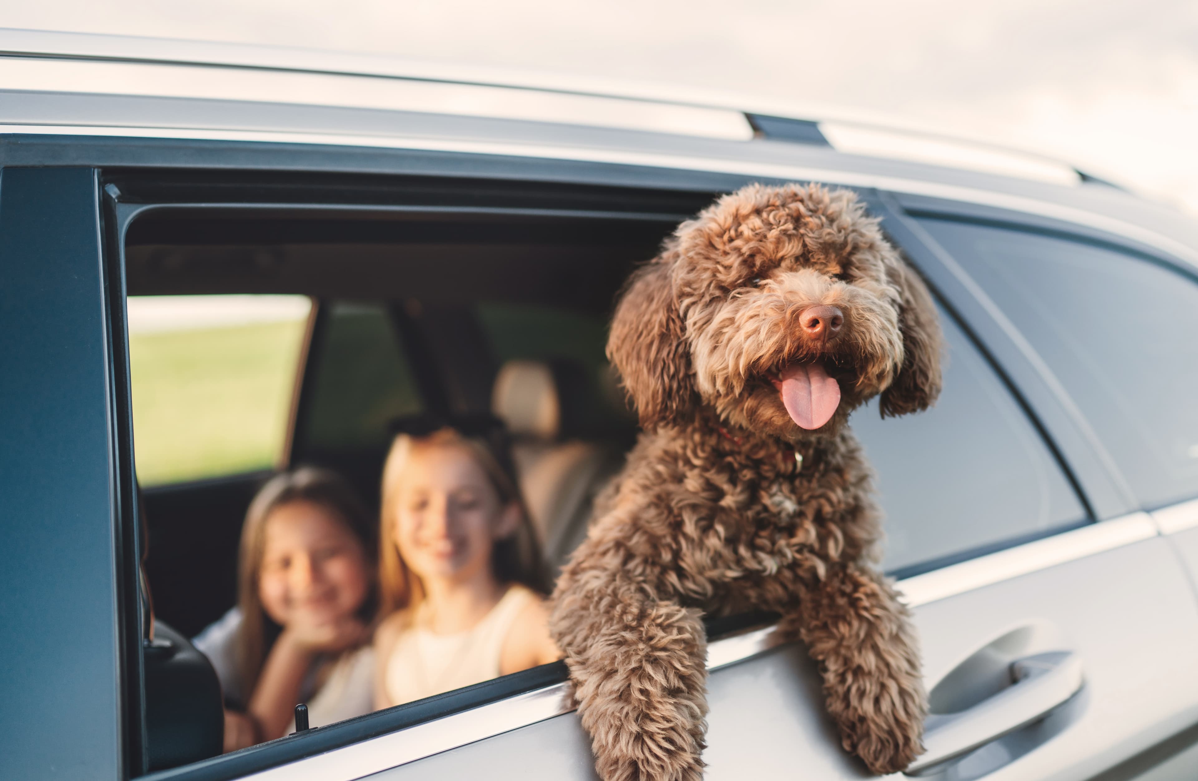 Happy dog in car ready for carside pickup service